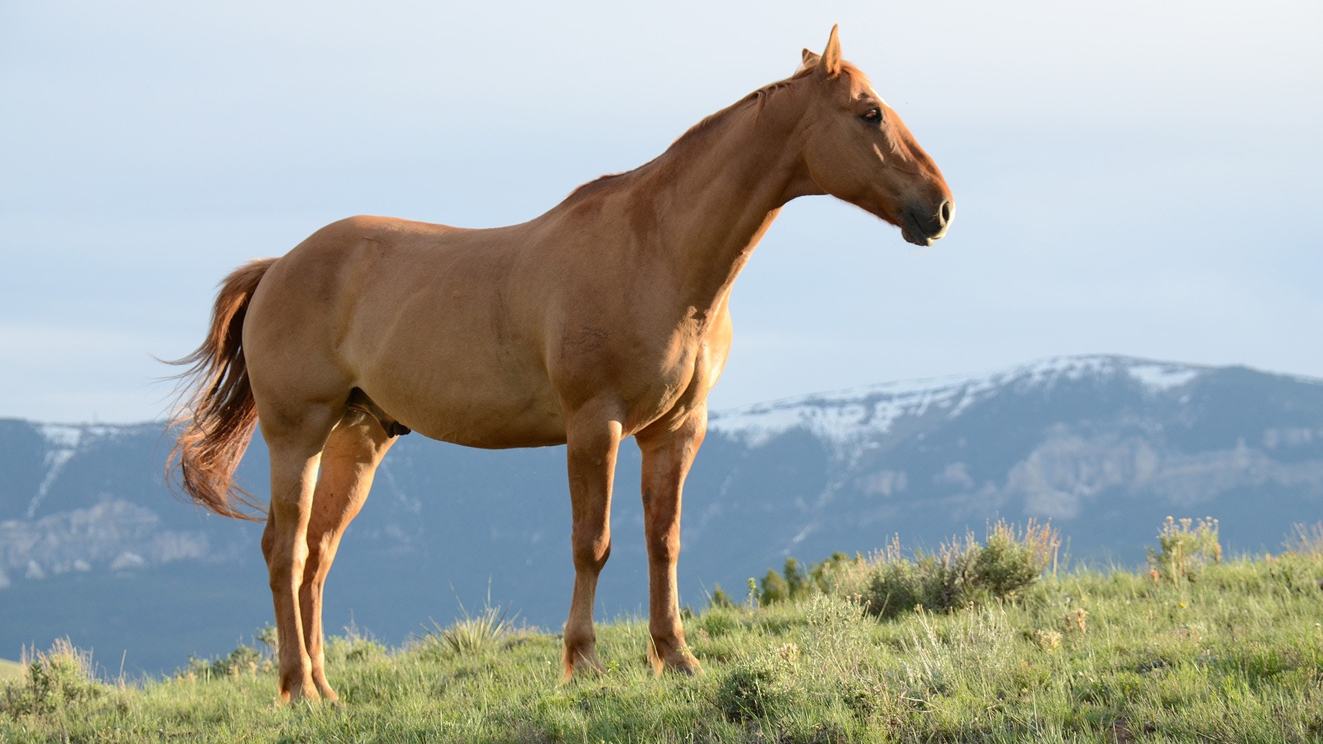 A horse standing statically in a field with the sun casting a late afternoon glow.