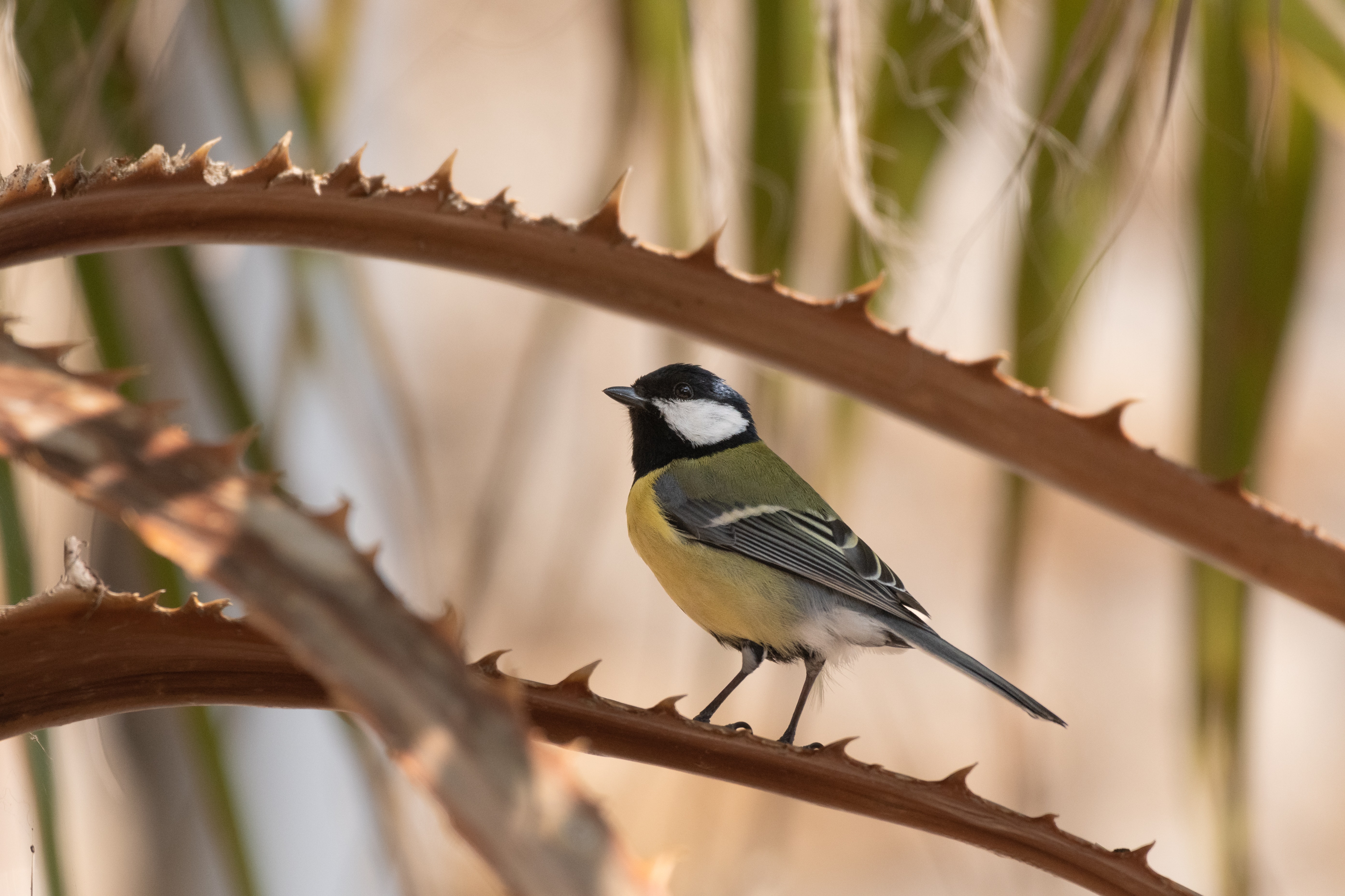 a photo of a Great Tit sitting between two bramble branches.