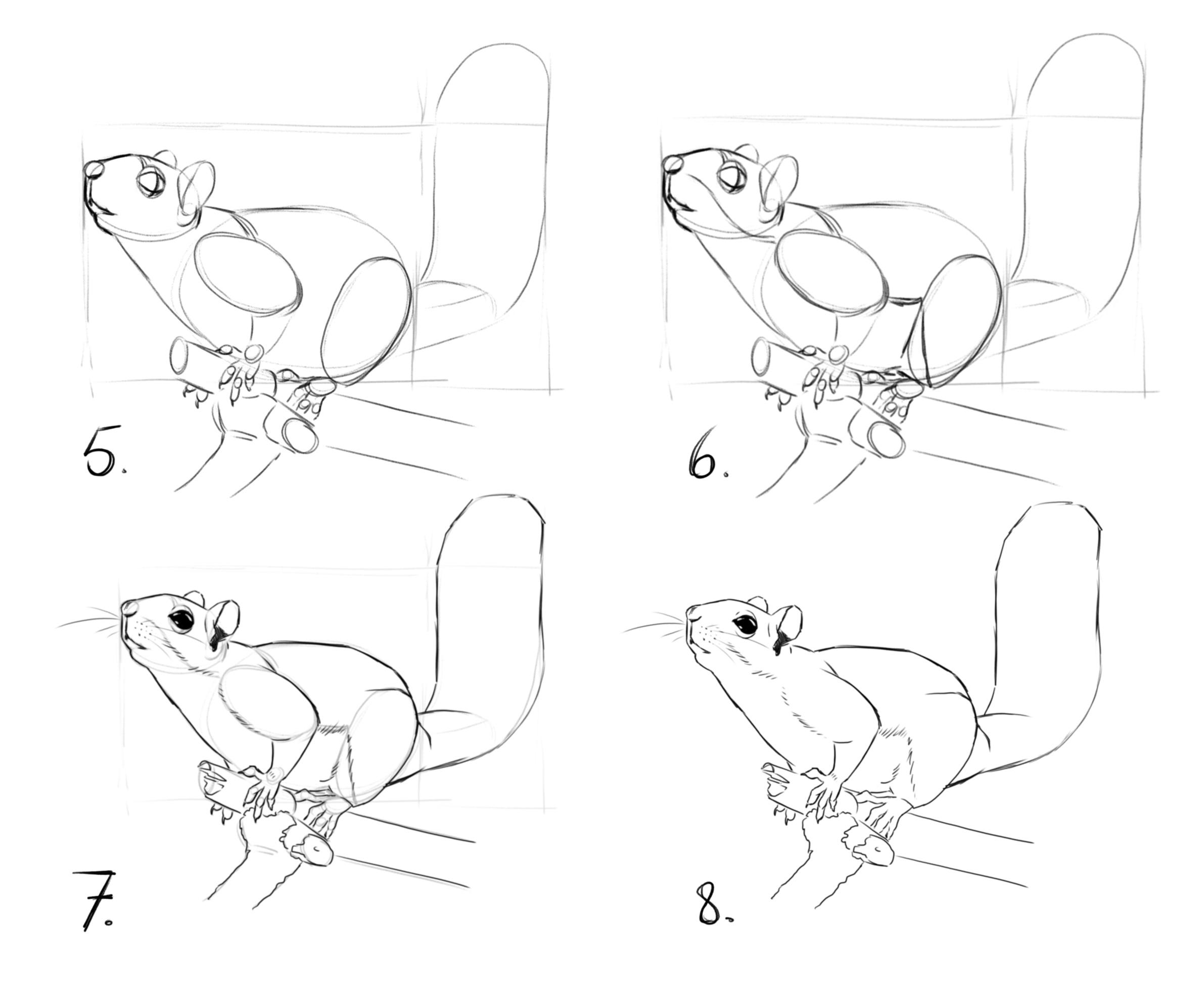 a follow up stepwise tutorial on how to draw a squirrel