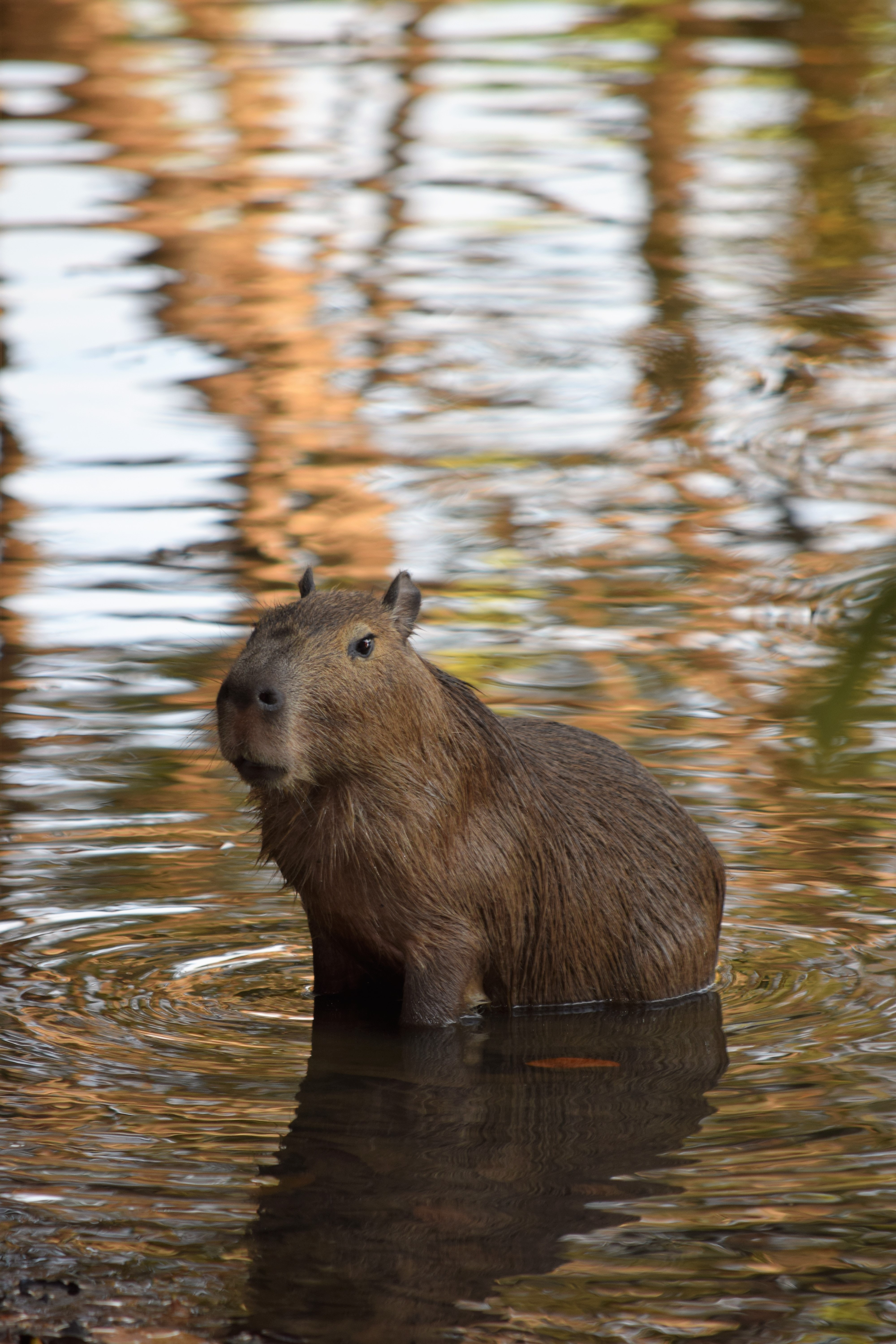 a photo of a Capibara sitting in a pond