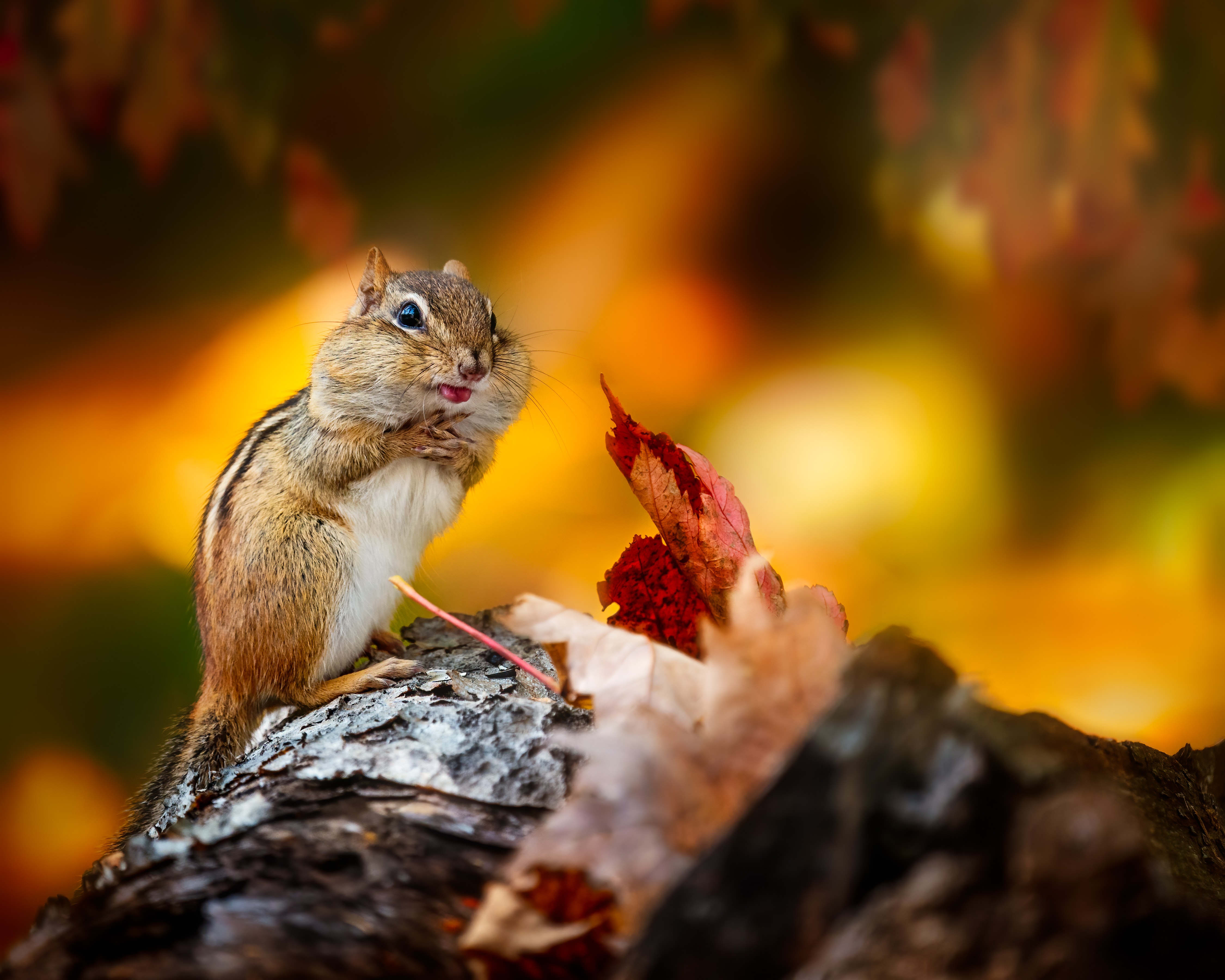 a photo of a chipmunk with its cheeks stuffed and tongue sticking out.