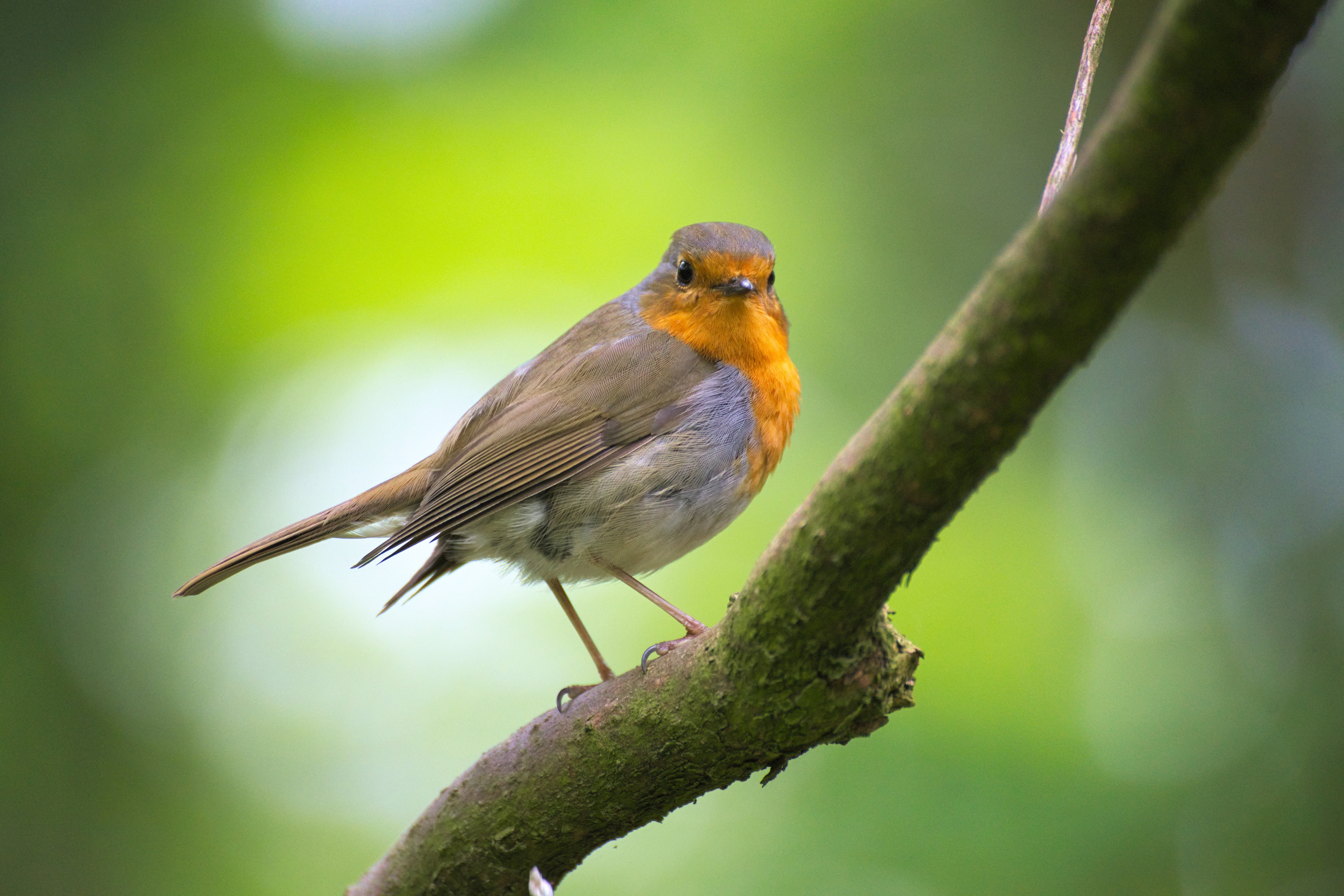 a photo of a robin sitting on a branch.