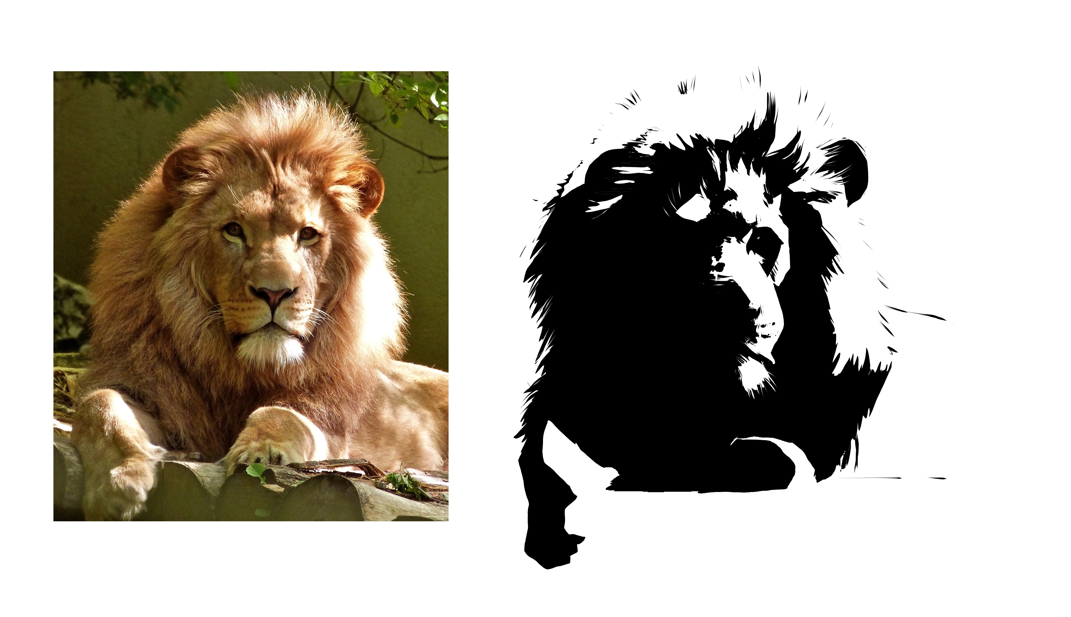 A photograph of a lion with a pure black Notan drawing of the shadows besides.