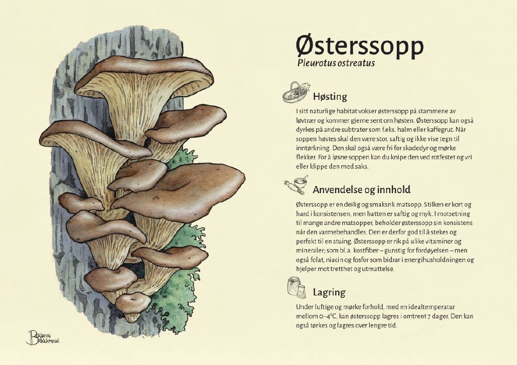 østerssopp.jpg