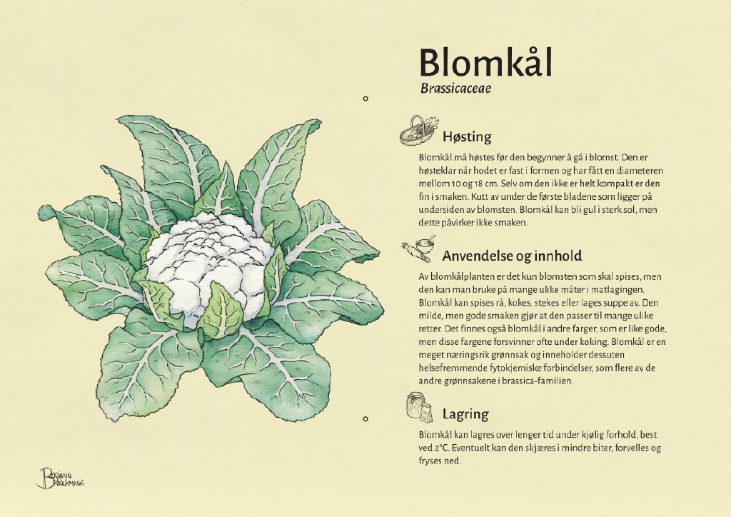 blomkål.jpg