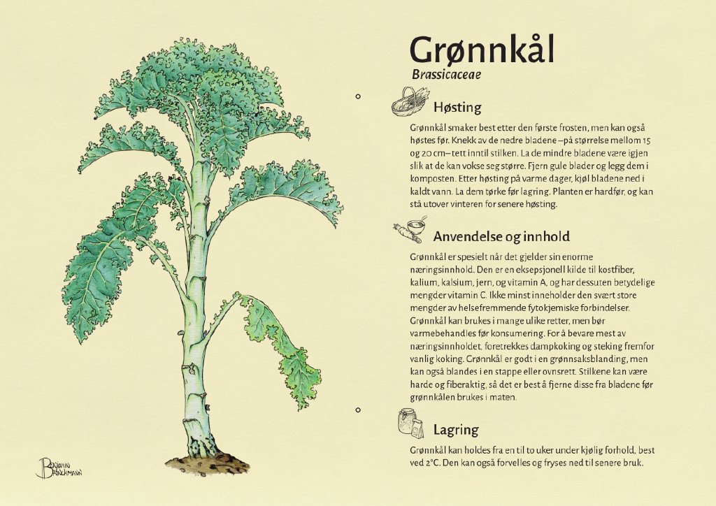 grønnkål.jpg