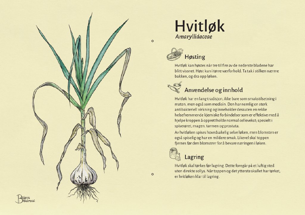 hvitløk.jpg