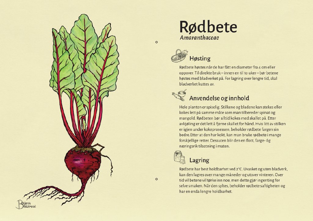 rødbete.jpg